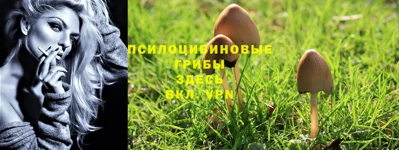 Псилоцибиновые грибы Magic Shrooms  Межгорье 